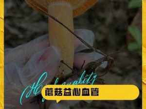 泰拉瑞亚蘑菇的秘密解析：蘑菇的功效与作用探索